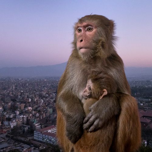 k7_kathmandu_monkey